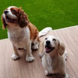 【大阪】堺市 マンション専用庭に人工芝ドッグラン