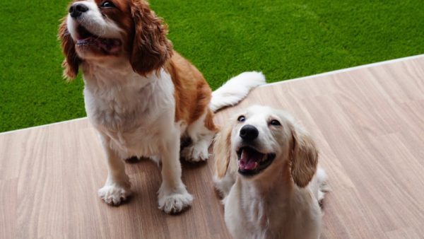 【大阪】堺市 マンション専用庭に人工芝ドッグラン