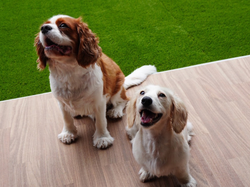 【大阪】堺市 マンション専用庭に人工芝ドッグラン