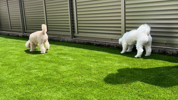 【京都】京田辺市 フェンスで囲まれた人工芝ドッグラン