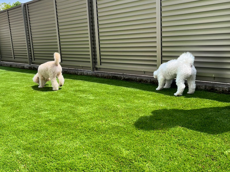 【京都】京田辺市 フェンスで囲まれた人工芝ドッグラン